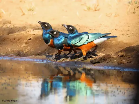 SuperbStarling.jpg