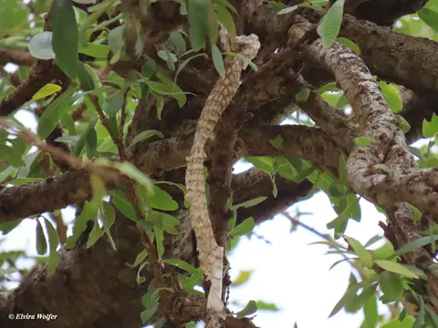 Boomslang1.jpg