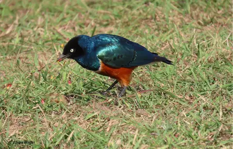 SuperbStarling-2.jpg