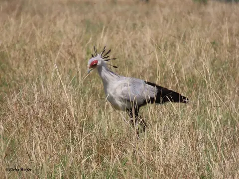 SecretaryBird.jpg