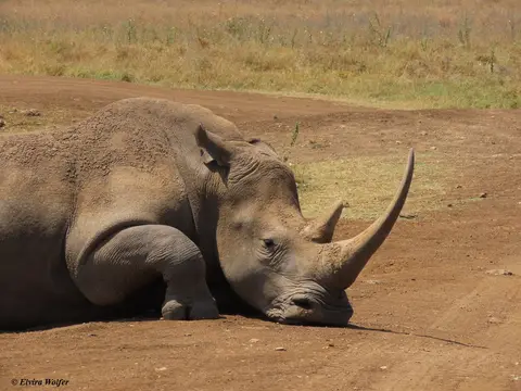 WhiteRhino3.jpg