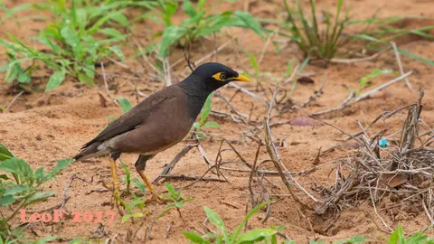 0302_CommonMyna_Hirtenmaina_A72_5792_fg6.JPG