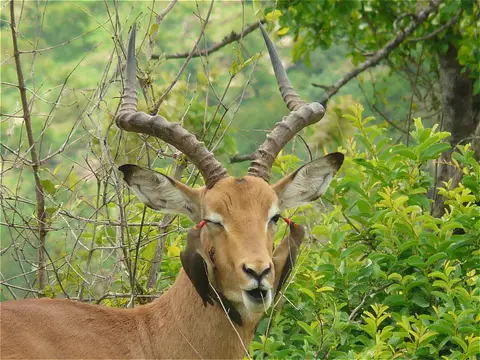 Impala2.jpg