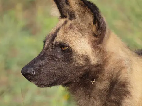 Wilddog.jpg
