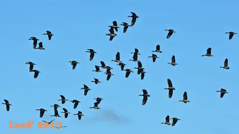 _SA1704_15360_fo.JPG