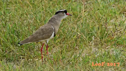 _SA1704_24140_fo.JPG