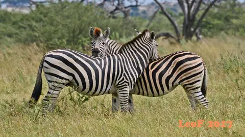 _SA1704_24160_fo.JPG