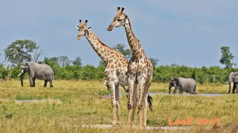 _SA1704_25120_720_5057.JPG