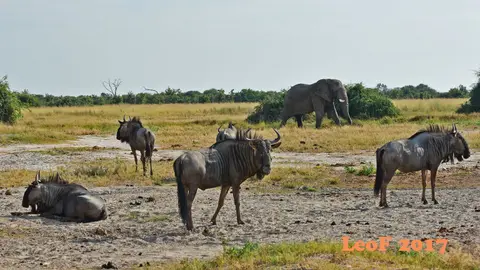 _SA1704_26130_fo.JPG