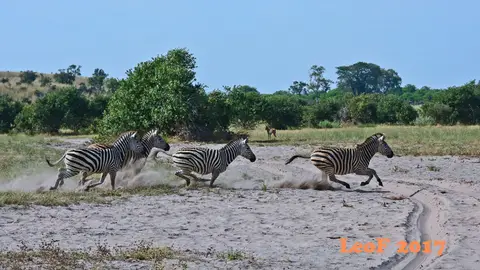 _SA1704_26380_fo.JPG