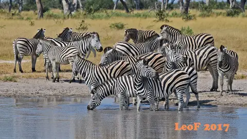 _SA1704_26530_fo.JPG