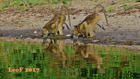 _SA1704_33580_720_5675.JPG