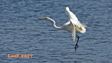 _SA1704_34410_720_5810_GreatEagret.JPG