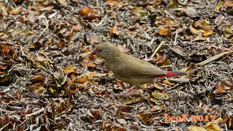 _SA1704_38080_710_3780RedBilledFirefinch.JPG