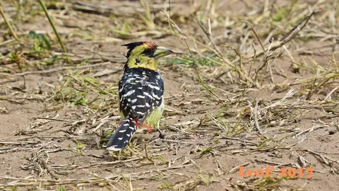 _SA1704_38380_720_6525.JPG