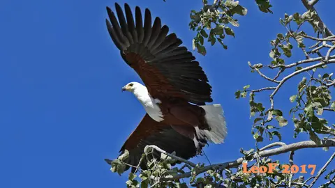 _SA1704_41240_720_6972.JPG