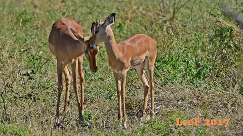 _SA1704_41410_720_7002.JPG