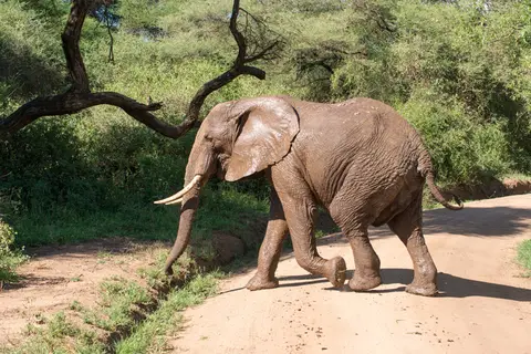 LakeManyara_Elefant.jpg