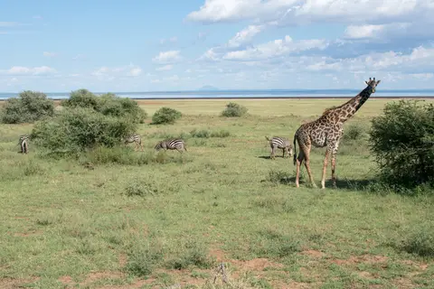 LakeManyara_Giraffe1.jpg