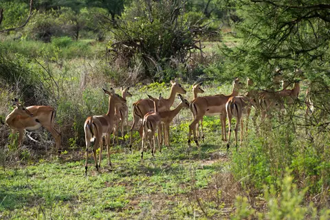 LakeManyara_Impala.jpg