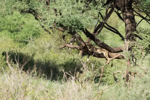 LakeManyara_Lwen1.jpg