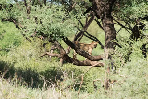 LakeManyara_Lwen5.jpg