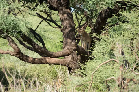 LakeManyara_Lwen9.jpg