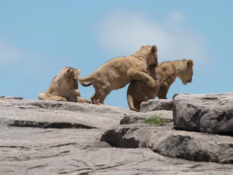 Lwen2_Serengeti.jpg