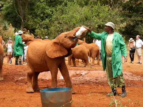 Nairobi_Elefantenwaisenhaus3.jpg