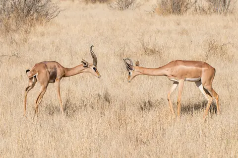 Samburu_Gerenuk_1.jpg