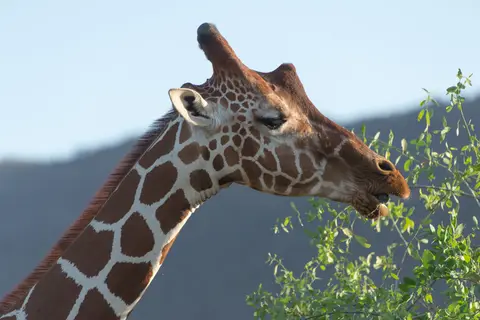 Samburu_Giraffe4.jpg