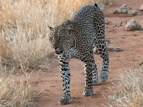 Samburu_Leopard.jpg