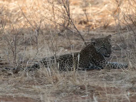 Samburu_Leopard17.jpg