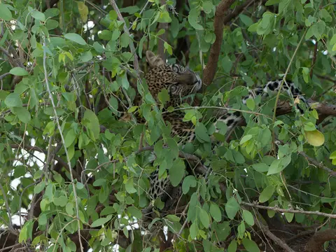 Samburu_Leopard18.jpg
