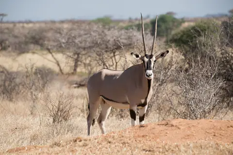 Samburu_Oryx2.jpg