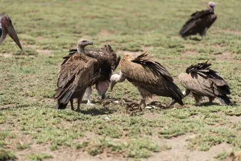 Serengeti_Geier1.jpg