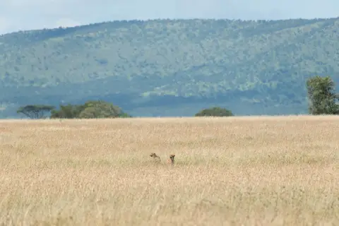 Serengeti_Gepard2.jpg
