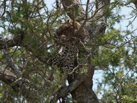 Serengeti_Leopard1.jpg