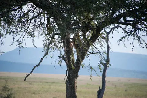 Serengeti_Leopard3.jpg
