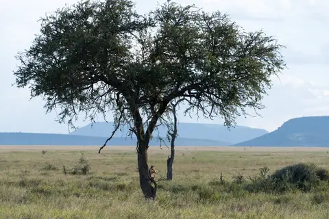 Serengeti_Leopard4.jpg