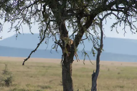 Serengeti_Leopard6.jpg