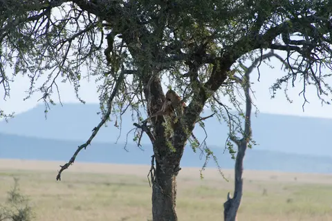 Serengeti_Leopard8.jpg