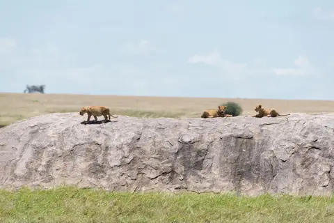 Serengeti_Lwen15.jpg