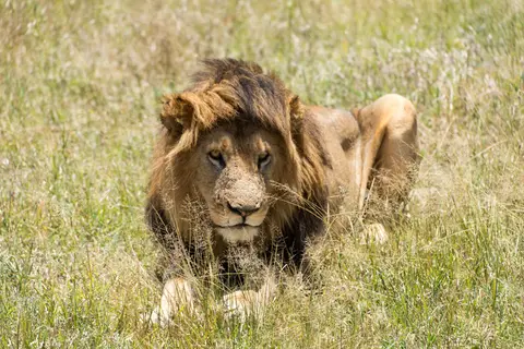 Serengeti_Lwen18.jpg