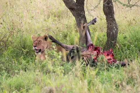 Serengeti_Lwen2.jpg