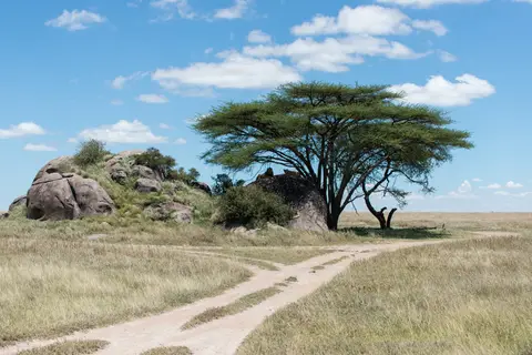 Serengeti_Lwen22.jpg