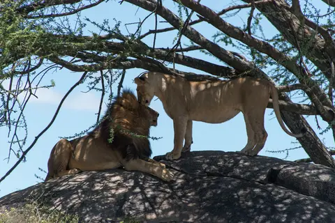 Serengeti_Lwen39.jpg