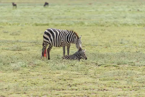 Serengeti_Zebra5.jpg
