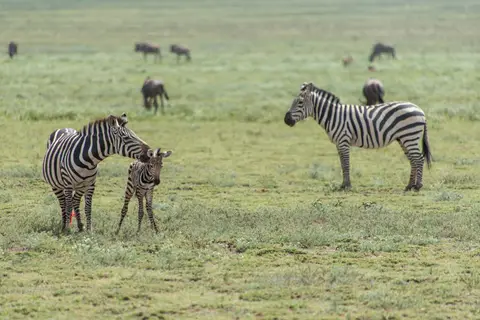 Serengeti_Zebra8.jpg