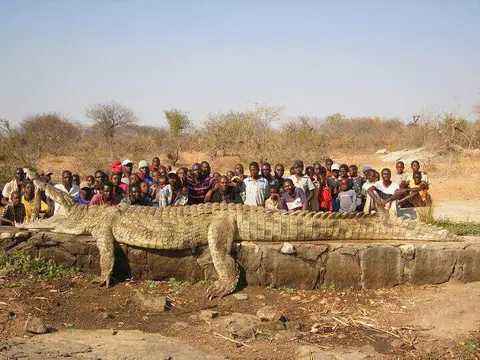 croc.jpg